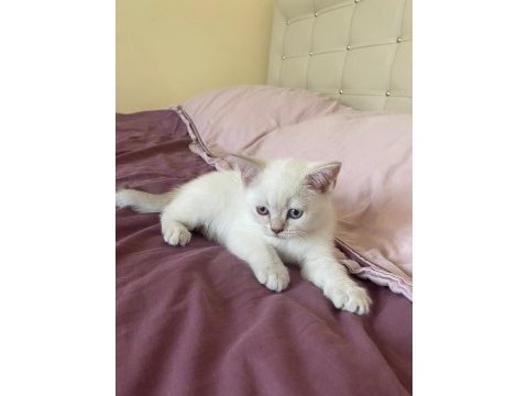British shorthair