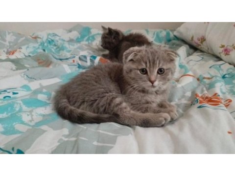 2 aylık yavru kedimizi sahiplendirmek istiyoruz acil