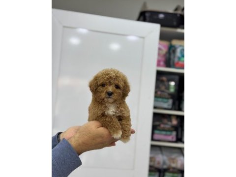 Minicik çok sevimli toy poodle yavrularımız