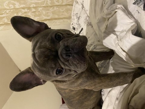 Çiftleşme için french bulldog