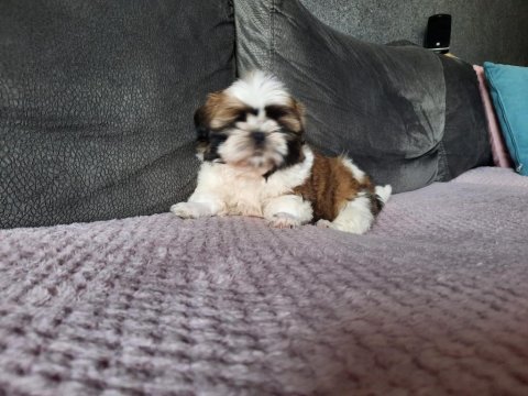 Shih tzu yavrular