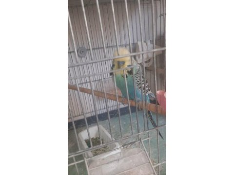 Muhabbet kuşlar