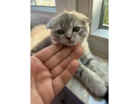 Teslime hazır yavru kediler