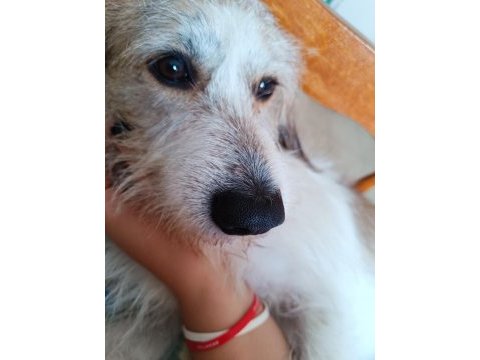 Tam ev köpeği