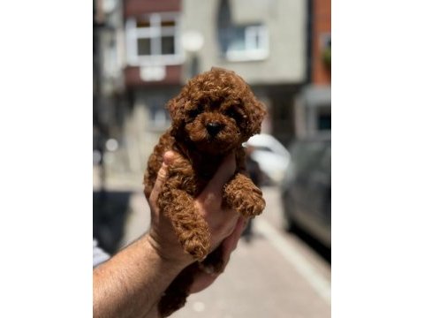 Yavru toy poddle aşılı ve çipli erkek yada dişi