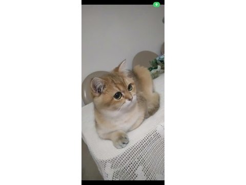 British golden shorthair ny 11 eva