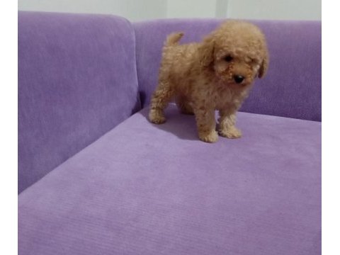 Poodle yavrularımız toy ve mini boy renk renk