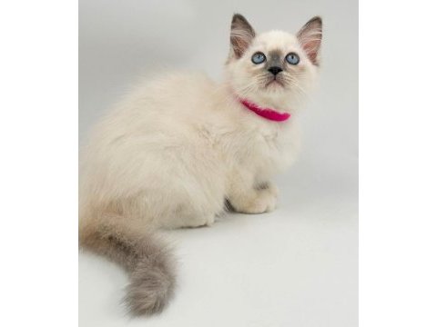 Ragdoll bebekler rezerve açık
