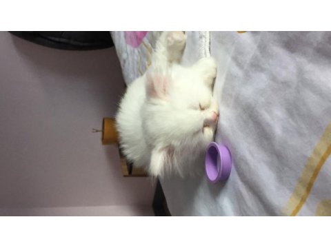 Sevimli yavrumuz british longhair