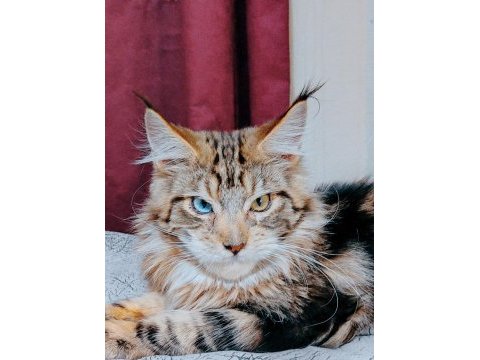 Maine coon yavrular