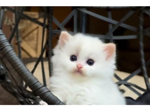 Şampiyon anne ve babanın safkan ragdoll bebekleri