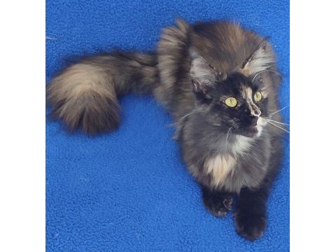 A kalite maincoon yavrumuz teslime hazırdır