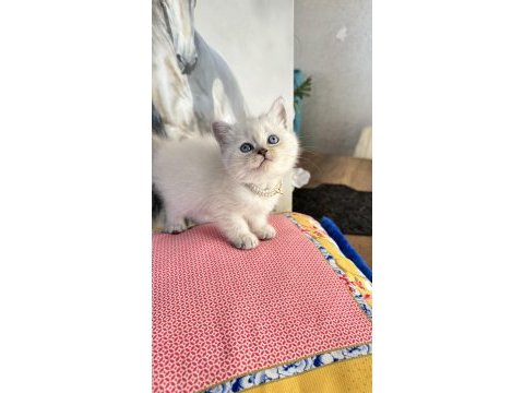 Safkan british shorthair ve scottish fold bebekler