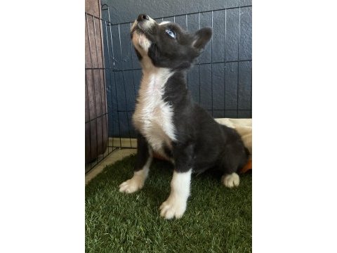 Ruhsatlı çiftliğimizden border collie yavrumuz