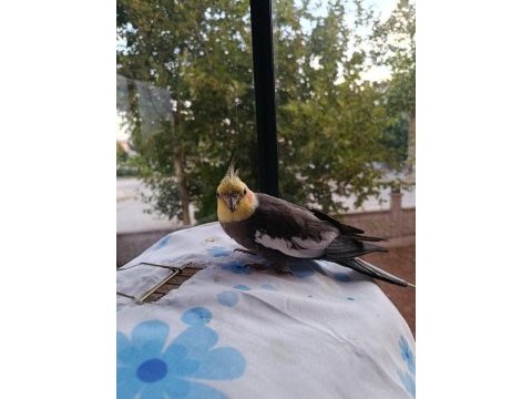 Yetişkin sultan papağanı paşam