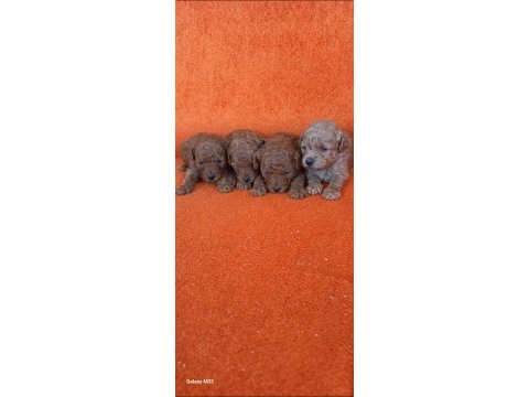 Kg garantili toy poodle yavrular