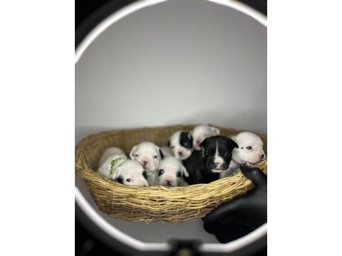 Standart renk dişi ve erkek fransız bulldog yavruları