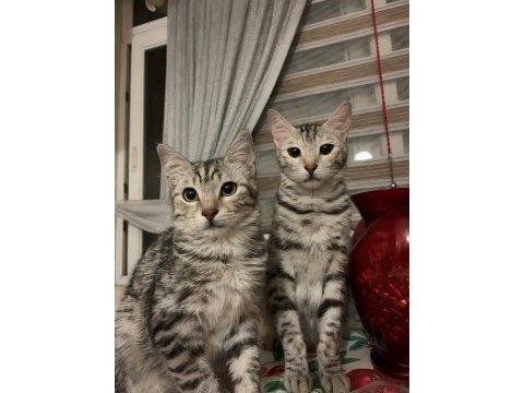 Tekir anne ve oğula yuva arıyoruz