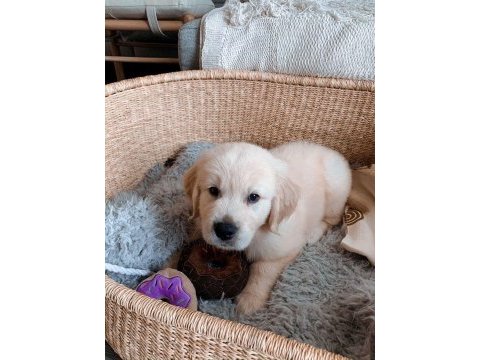 Golden retriever yavru köpekler