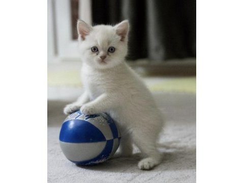 British shorthair bebeklerimi veriyorum