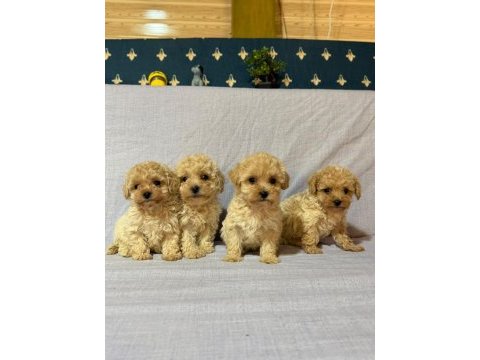 Morkie köpekler