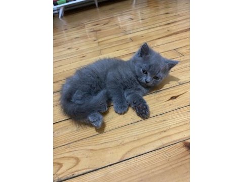 2 ay 10 günlük safkan british shorthair yavrular