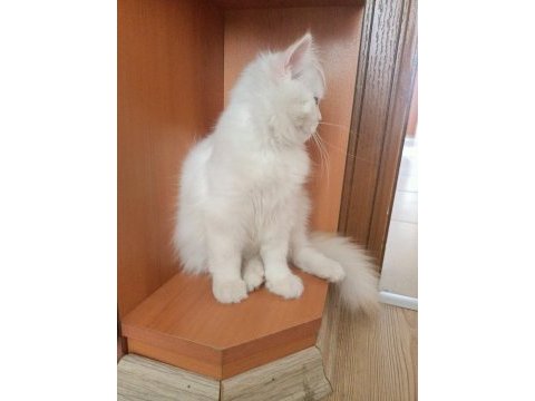 British longhair erkek