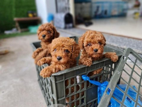 Toy poodle kore yavrular