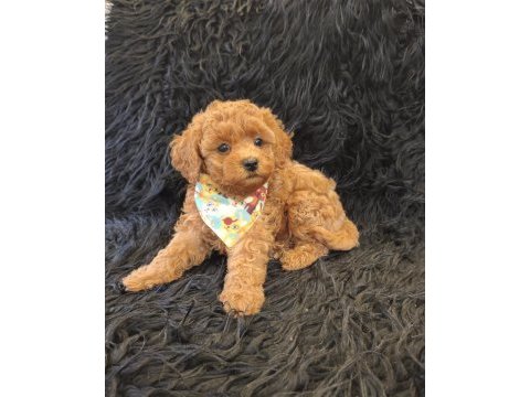 Red toy poodle erkek