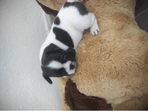 2 yavru french bulldog