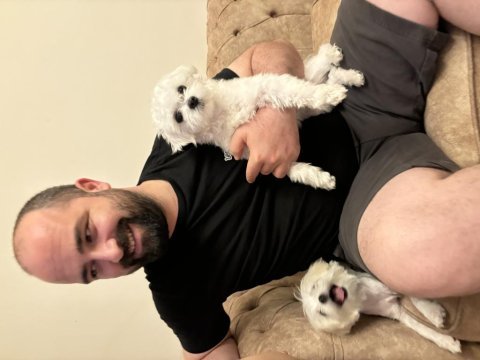 Dişi ve erkek maltese terrier kore kan 1 numara