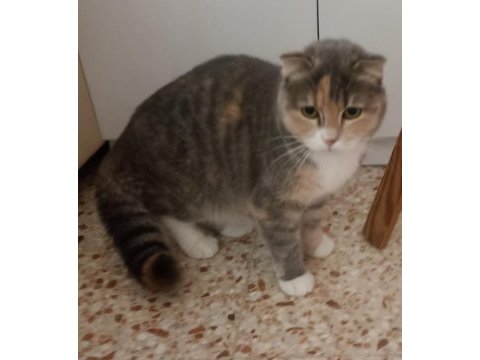 British shorthair (melez)