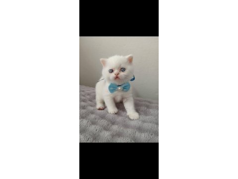 Mavi gözlü blue point british shorthair yavrular