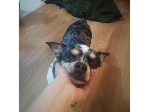 3 yaşında enerjik şivava chihuahua