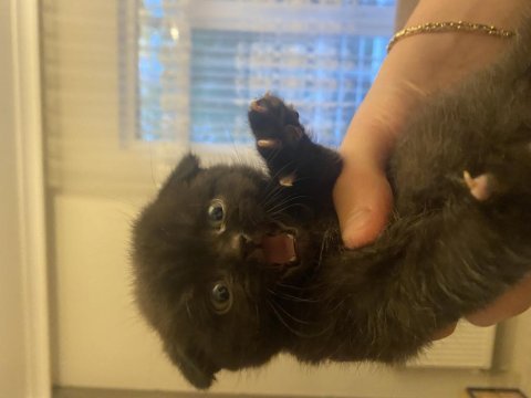 Siyah güzel scottish fold yavrumuz görüşülür