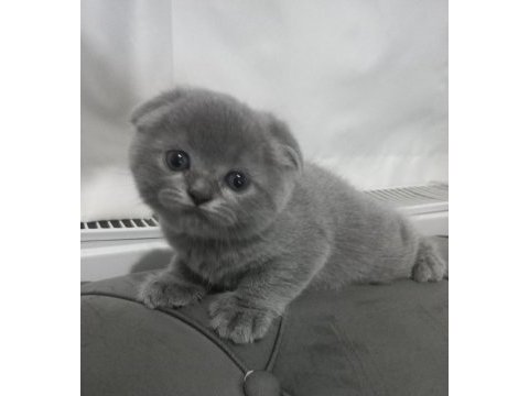 Scottish fold yavrumuz yuva arıyor