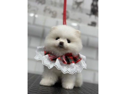 Üretim çiftliğinden pomeranian boo