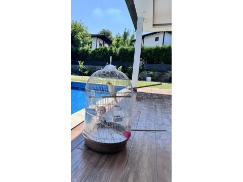Kafes ve bütün aksesuarları ile verilecek altı aylık sultan