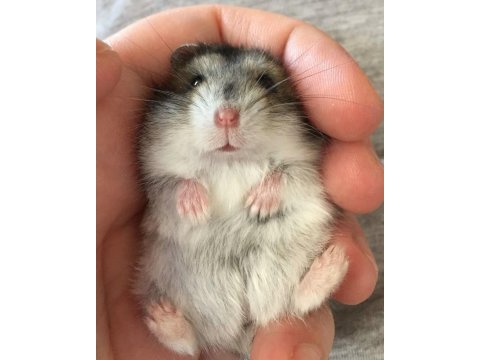 Hamster gonzales yavrularımız heryere gönderim var