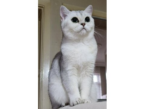 Scottish straight shorthair ns11 dişi