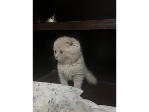 7 adet scottish fold yavrusu