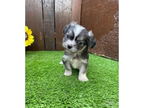 Morkie bebeğimiz