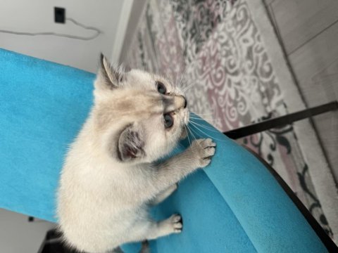 2.5 aylık british shorthair kedim