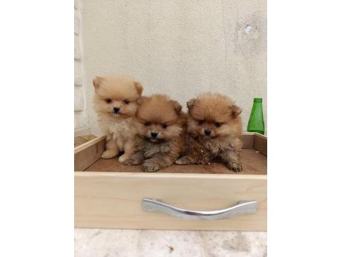 Pomeranian yavruları