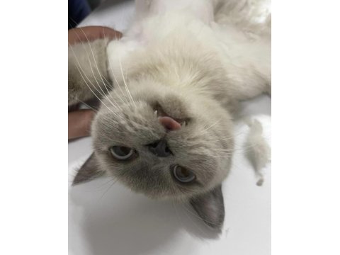 Safkan british shorthair dişimiz için damat arıyoruz