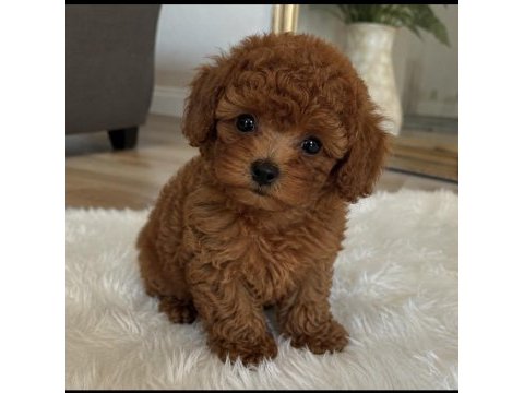 Toy poodle 