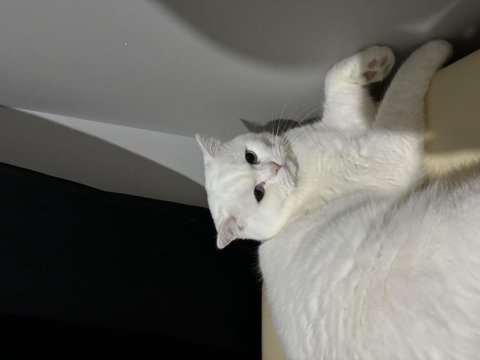 Beyaz mavi gözlü british shorthair oğluma yuva
