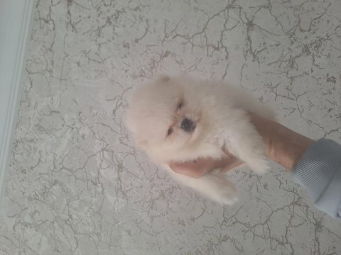 Minik pomeranian pandalar
