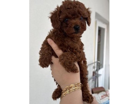 Temas bağımlısı poodle yavrular