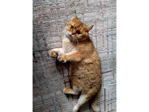 Golden ny25 british shorthair
